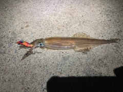 ヤリイカの釣果