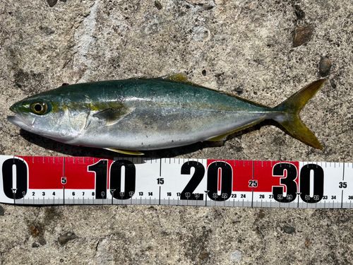 ツバイソの釣果