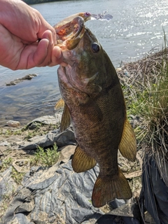 スモールマウスバスの釣果
