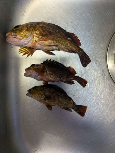 カサゴの釣果