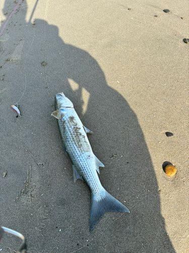 ボラの釣果