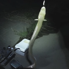 ウナギの釣果