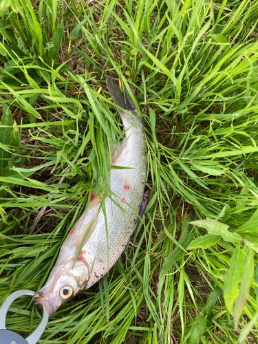 ワタカの釣果