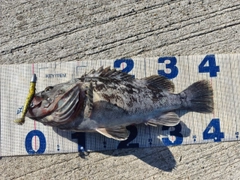 クロソイの釣果