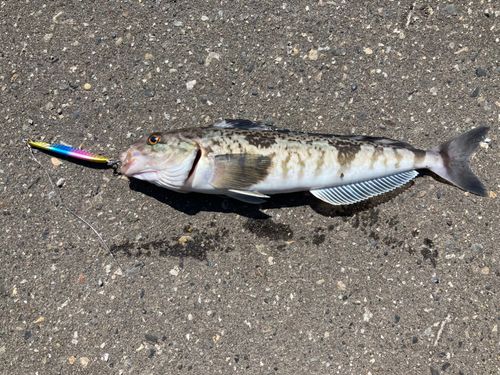ホッケの釣果