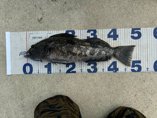 アイナメの釣果