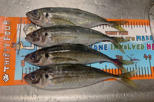 アジの釣果