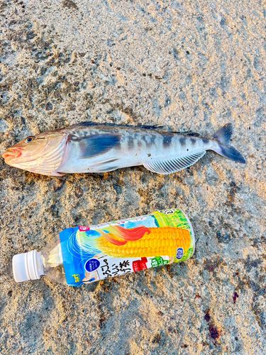 ホッケの釣果