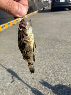 ソイの釣果