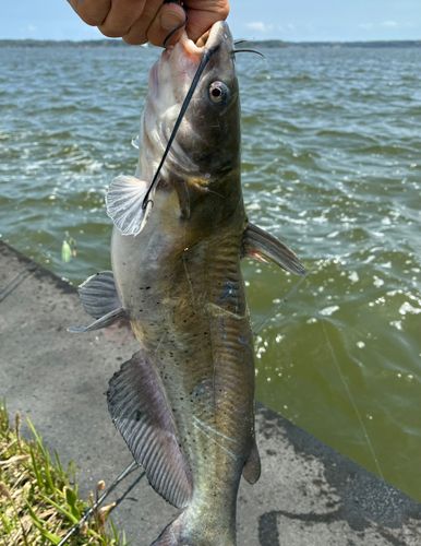 アメリカナマズの釣果