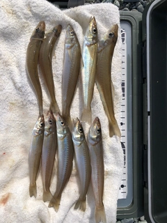 シロギスの釣果