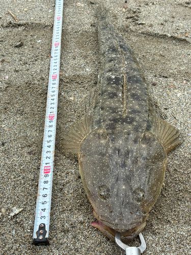マゴチの釣果