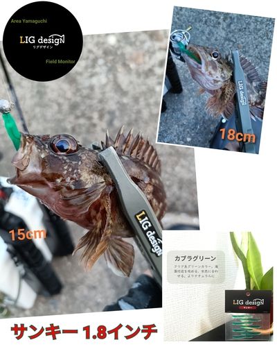カサゴの釣果