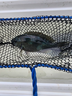 グレの釣果