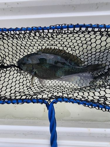 グレの釣果