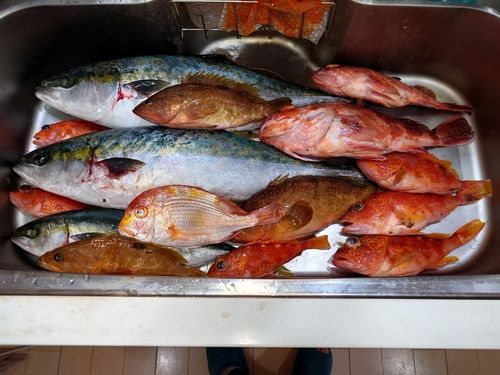 ブリの釣果