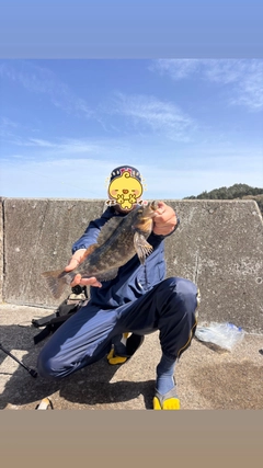 アイナメの釣果