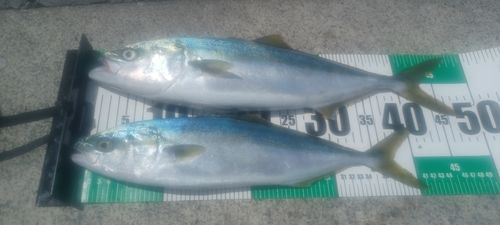 イナダの釣果