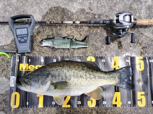 ブラックバスの釣果