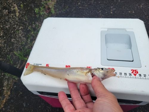 シロギスの釣果