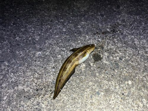 ゴンズイの釣果