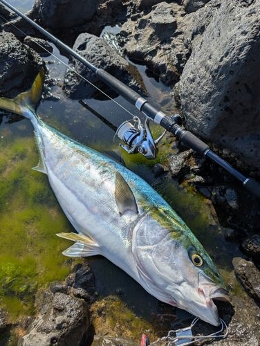 ブリの釣果