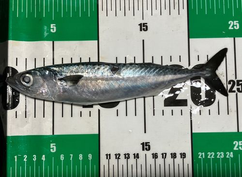 サバの釣果