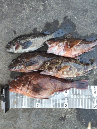 カサゴの釣果