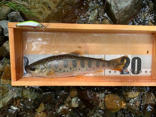 ヤマメの釣果