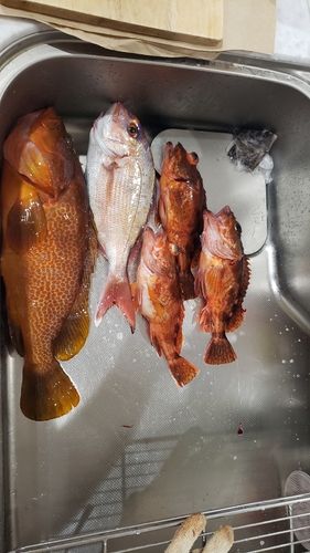 キジハタの釣果