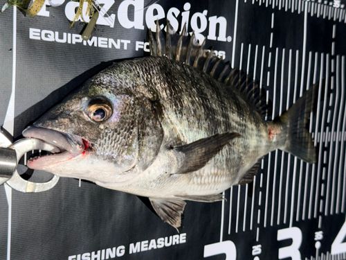 チヌの釣果