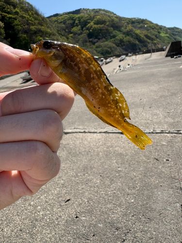 アイナメの釣果