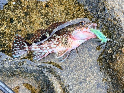 アラカブの釣果