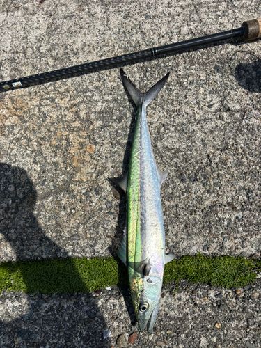 サゴシの釣果