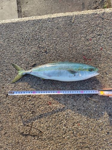 フクラギの釣果