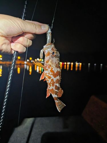 ガシラの釣果