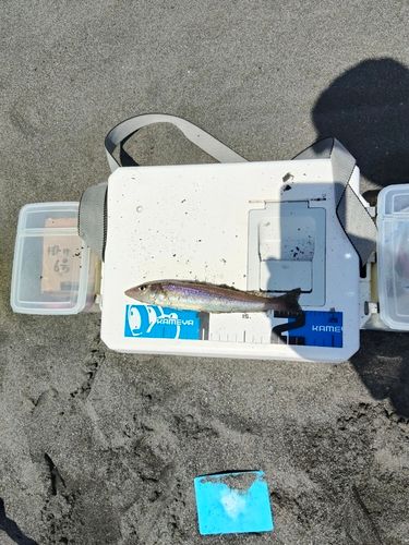 キスの釣果