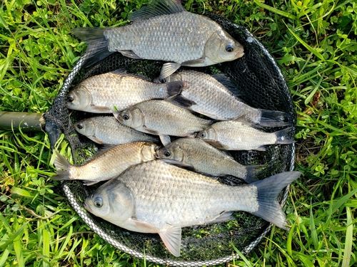 ヘラブナの釣果