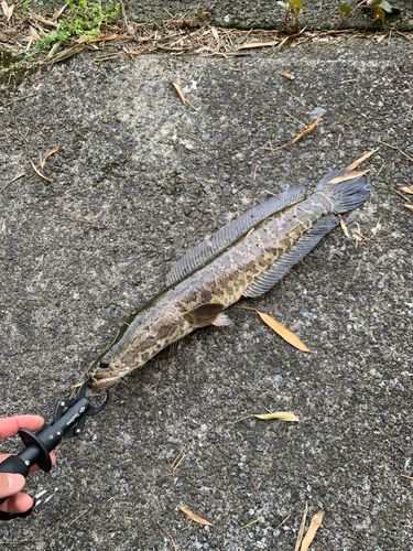 ライギョの釣果