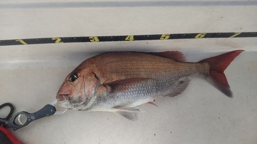 マダイの釣果