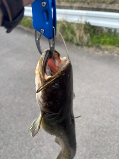 ナマズの釣果