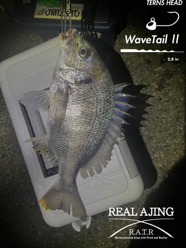 キビレの釣果