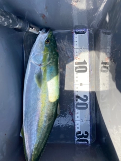 ハマチの釣果