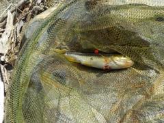 カワムツの釣果