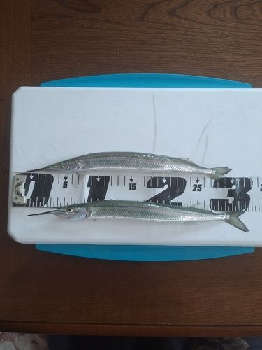 サヨリの釣果