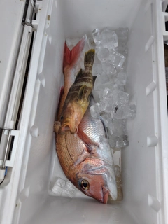 アオナの釣果