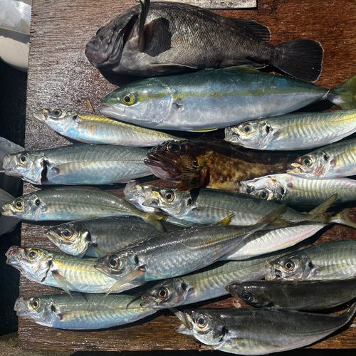 アジの釣果