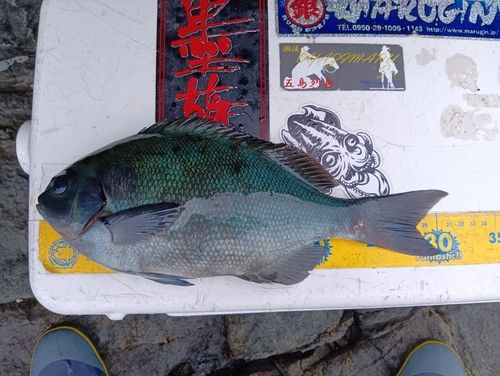 オナガグレの釣果