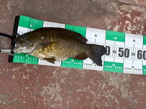 スモールマウスバスの釣果