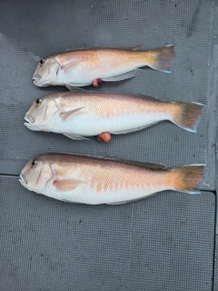 シロアマダイの釣果